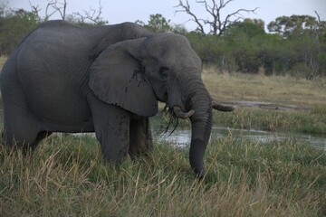 Obraz premium Elephant in wild savanna , Animal of africa