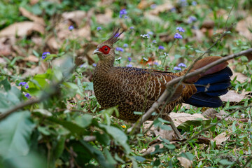 Pheasant Kalij female 