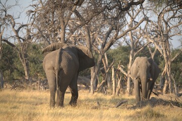Obraz premium Elephant in wild savanna , Animal of africa