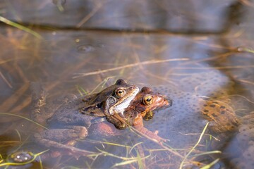Frogs mating in a serene pond.