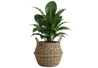 Obraz premium Elegant indoor foliage: Lush greenery in a woven basket against a blank canvas