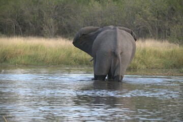 Obraz premium Elephant in wild savanna , Animal of africa