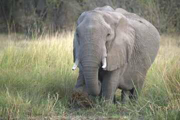 Elephant in wild savanna , Animal of africa