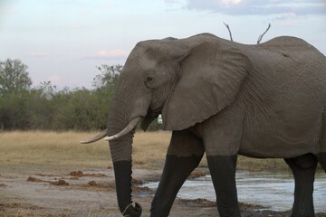 Elephant in wild savanna , Animal of africa