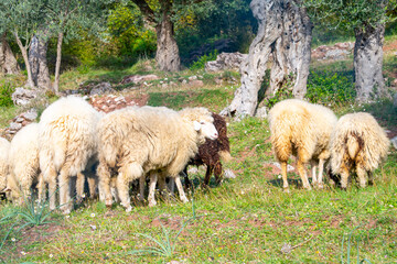 Fototapeta premium A group of woolly sheep graze in a vibrant green pasture, surrounded by mature olive trees. the idyllic rural scene essence of peaceful countryside living.