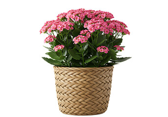 Pink Kalanchoe Blossoms in Braided Basket Pot Against Simple White Backdrop
