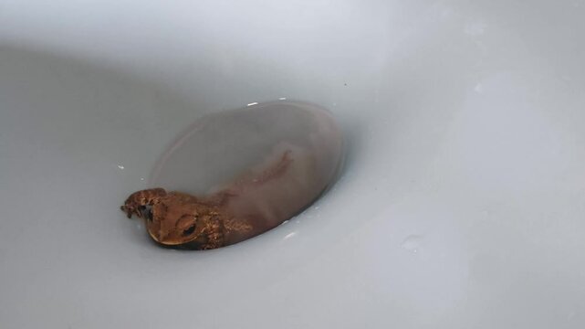 close-up scene of a small Anaxyrus boreas frog trapped in a blue bathroom toilet hole, appearing to try to get out of the hole but failing.