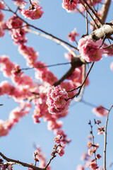 Vibrant pink blossoms blooming on cherry tree under clear blue sky