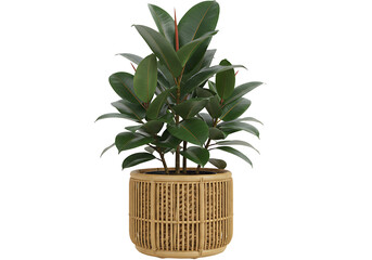 Vibrant rubber plant in an organic woven planter providing natural aesthetics