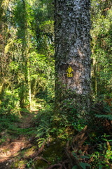 Obraz premium Hiking path in an Araucaria moist forest at the National Forest of Canela (FLONA) - Canela, South of Brazil