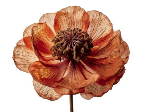 Intricate detail in this closeup image of a dried, terracottahued flower.  Its delicate, translucent petals reveal a network of veins, creating a striking texture.
