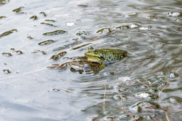 Two males of the brown and green marsh frog (Pelophylax ridibundus) in the mating position in...