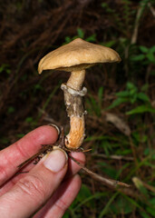 Suillus salmonicolor, wild edible mushroom in a Pine forest in Sao Francisco de Paula, South of Brazil