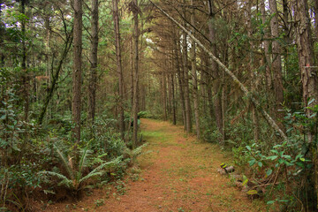 Fototapeta premium Hiking path through a Pinus plantation at the National Forest of Canela (FLONA) - Canela, South of Brazil