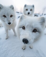 Naklejka premium Fluffy arctic foxes gaze curiously into the camera from atop a snow mound. The icy environment sparkles under soft daylight, delivering a magical, chilly mood.