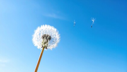 Fototapeta premium Dandelion seeds drifting in blue sky nature photography outdoor clear day macro view life cycle concept