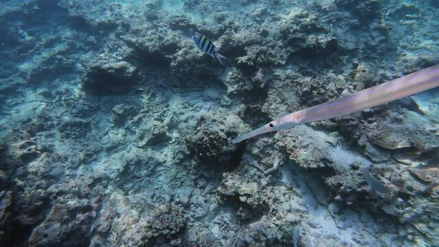 Needlefish basking in the sunlit tropical sea, swimming among the corals, adventure diving in Thailand, underwater shot.