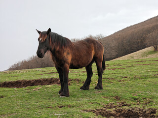 Portrait of isolated brown horse in the mountain