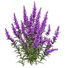 Naklejka premium Purple flower bush, isolated on a white background,