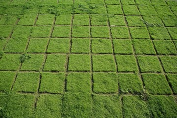 Green grass in square patterns
