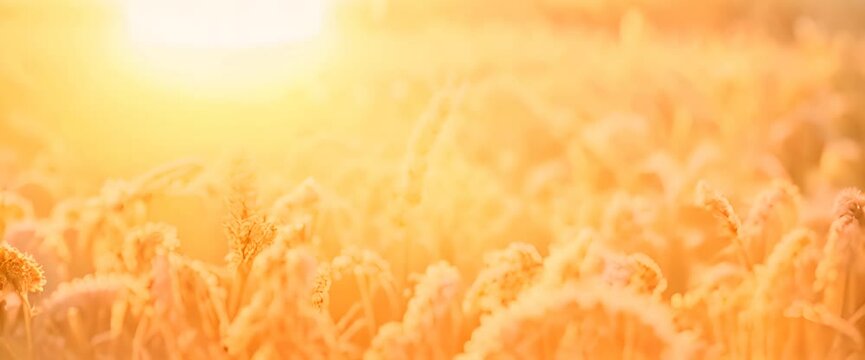 golden wheat field in sunset