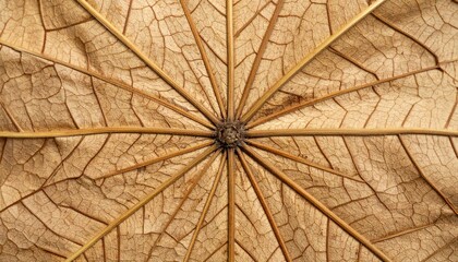 Exploring the intricate patterns of a dried leaf nature's artwork close-up photography outdoors macro view natural beauty