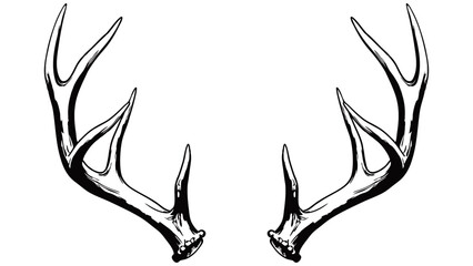 A black and white hand-drawn illustration of symmetrical deer antlers. The rustic and detailed design symbolizes nature, wilderness, and hunting, ideal for logos, decor, and outdoor-themed art.