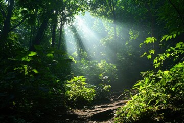 Fototapeta premium Sunlight filtering through jungle foliage
