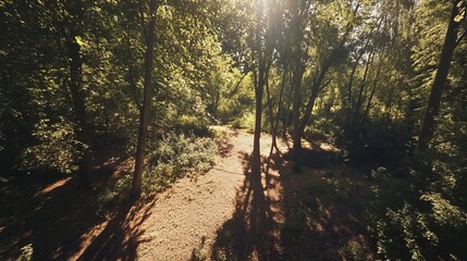 Sunlit summer forest path lush green trees nature scenery sunlight beams woodland trail peaceful day