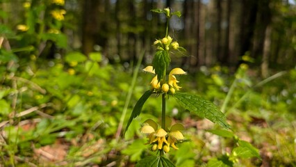 Yellow flowers 