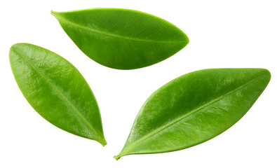 Fototapeta premium Blueberry leaf isolated png. Blueberry leaves top view on white or transparent background. Perfect retouched blueberry leaf no background. Png blueberry leaves collection.