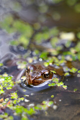Brown frog sitting in a swamp marsh bog moor Skrylle naturreservat Skane Sweden