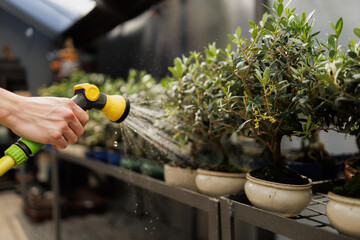 Close up of florist watering bonsai trees in greenhouse
