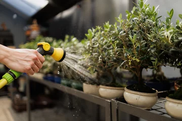 Fototapete Rund Bonsai Close up of florist watering bonsai trees in greenhouse  © Dmytro Hai