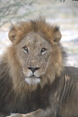 Naklejka premium Close-up horizontal image of a scarred male African lion lying on grey sandy ground in the Savuti area of Chobe National Park, Botswana. The lion is resting with his front paws stretched forward and h