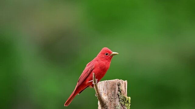 Male summer tanager perched on cedar post