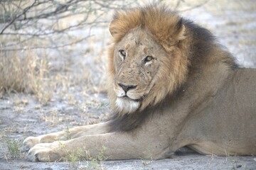 Close-up horizontal image of a scarred male African lion lying on grey sandy ground in the Savuti area of Chobe National Park, Botswana. The lion is resting with his front paws stretched forward and h