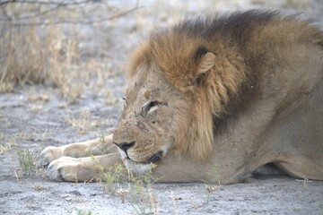 Close-up horizontal image of a scarred male African lion lying on grey sandy ground in the Savuti area of Chobe National Park, Botswana. The lion is resting with his front paws stretched forward and h