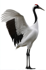 Red Book Red-crowned Crane - standing, wings slightly open, isolated on white background