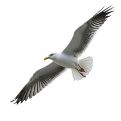Obraz premium seagull in flight
