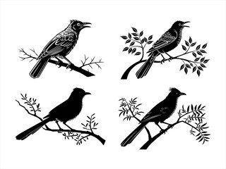 bulbul sihouette black vector bundle
