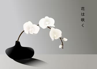 white orchid in vase, japanese minimalism