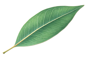 green leaf isolated on white