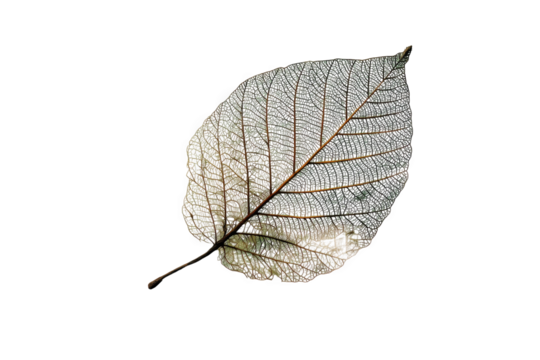 Detailed Skeletal Leaf On Abstract Geometric isolated on a transparent background