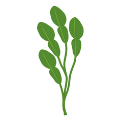 Illustration of a branched lime leaf. Illustration of a hand-drawn lime leaf 
