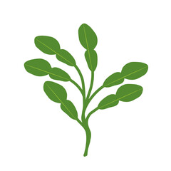 Illustration of a branched lime leaf. Illustration of a hand-drawn lime leaf 