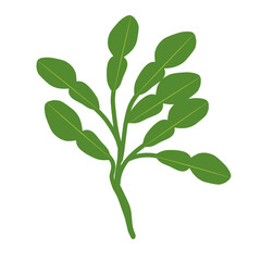 Illustration of a branched lime leaf. Illustration of a hand-drawn lime leaf 