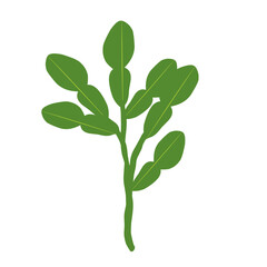 Illustration of a branched lime leaf. Illustration of a hand-drawn lime leaf 