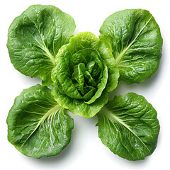 Fresh green lettuce growing on white background