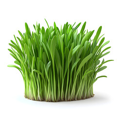Fresh green grass growing isolated on white background